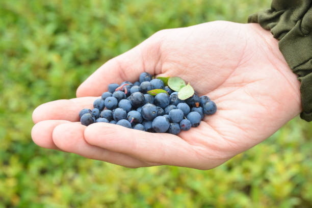 istock Blueberries in the tundra. 1473048333