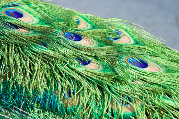 istock Closeup of peacock tail feathers in sunlight 1473049902