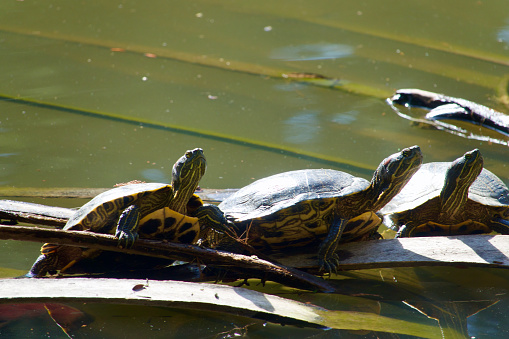 Group of pond turtles basking in the sun