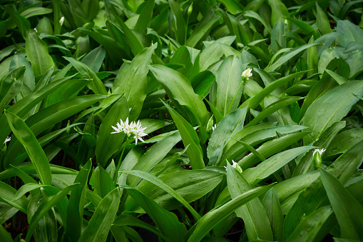 Fresh wild garlic leaves and flower (Allium ursinum) Ramson close-up