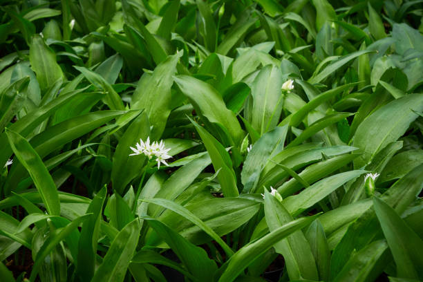 folhas de alho e flor silvestres frescas (allium ursinum) - ramson - fotografias e filmes do acervo