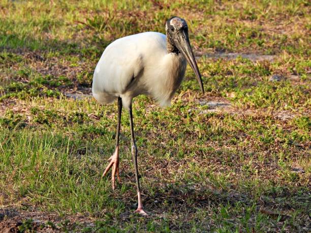 istock Wood Stork (Mycteria americana) - walking in a field 1473053919