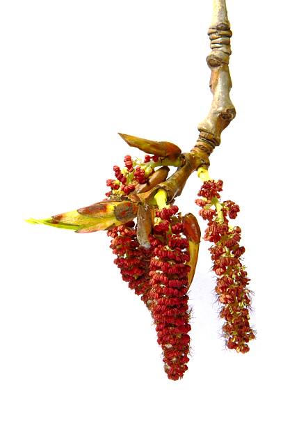 Poplar blossom with young fresh leaf buds isolated on white