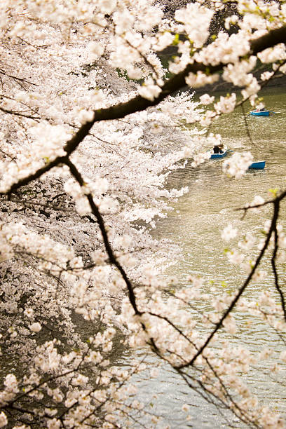 sakura - 11247 foto e immagini stock