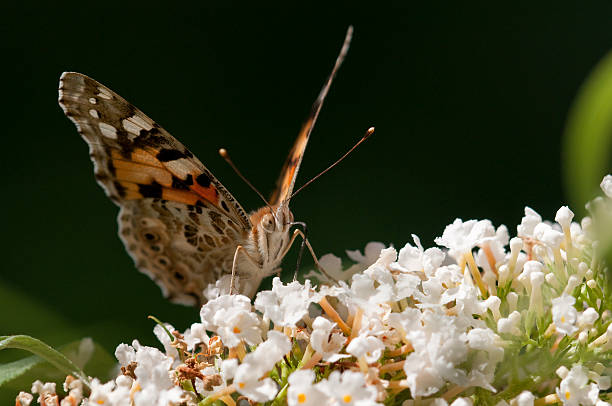 borboleta em flores - lepidopteron imagens e fotografias de stock