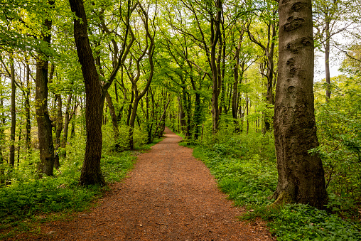 Spring Trees Path Picture Spring Forest Path Lined With Trees Stock Photo - Download Image Now ...