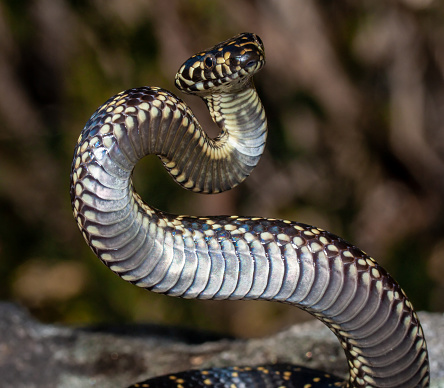 Highly venomous and endangered Australian Broad-headed Snake