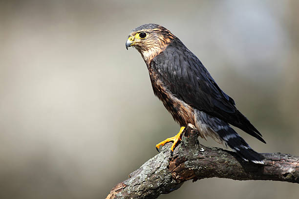 Merlin Closeup of a Merlin perching on a branch against a blurred background. falco columbarius stock pictures, royalty-free photos & images