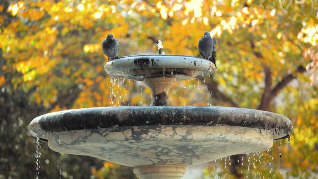 Pigeons on Fountain in Florence Italy in autumn