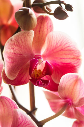 Pink moth orchid (phalaenopsis) in bloom on white background