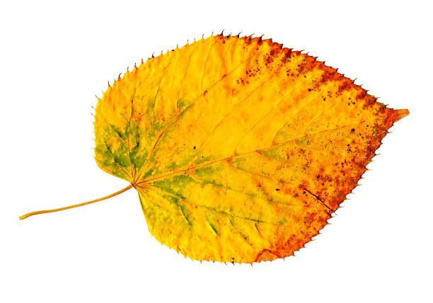 istock Yellow-golden autumn leaf on white 147305593