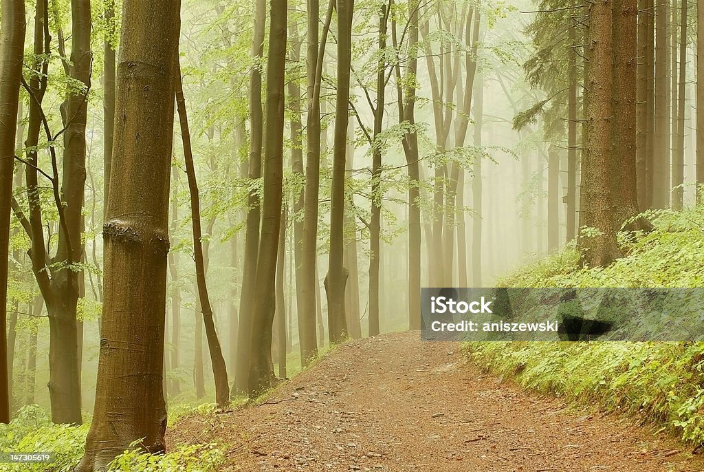 Spring forest caminho na neblina - Foto de stock de Amieiro royalty-free