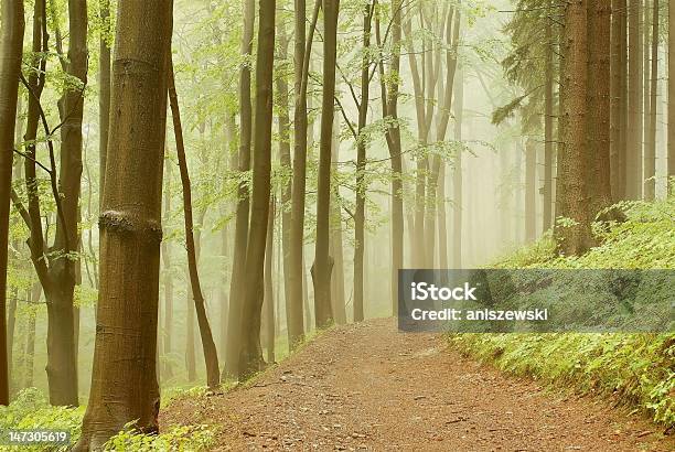 Caminho De Floresta De Primavera No Nevoeiro - Fotografias de stock e mais imagens de Amieiro - Amieiro, Ao Ar Livre, Arbusto