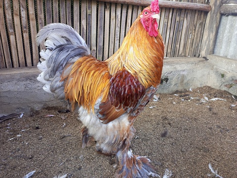 Brahma chicken is a one of unique chicken and bigest chicken in the world