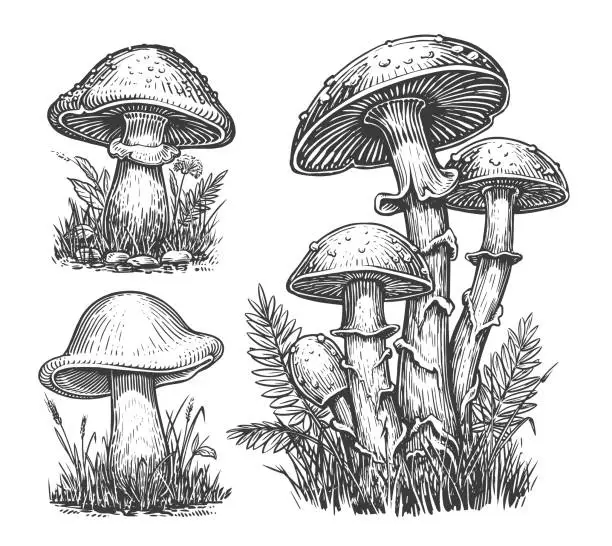 Vector illustration of Mushrooms sketch set. Cep Mushroom, Edible Boletus growing in autumn forest. Vector illustration