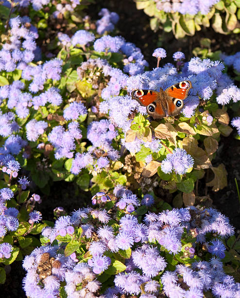 istock Butterfly on the flowers 147305930