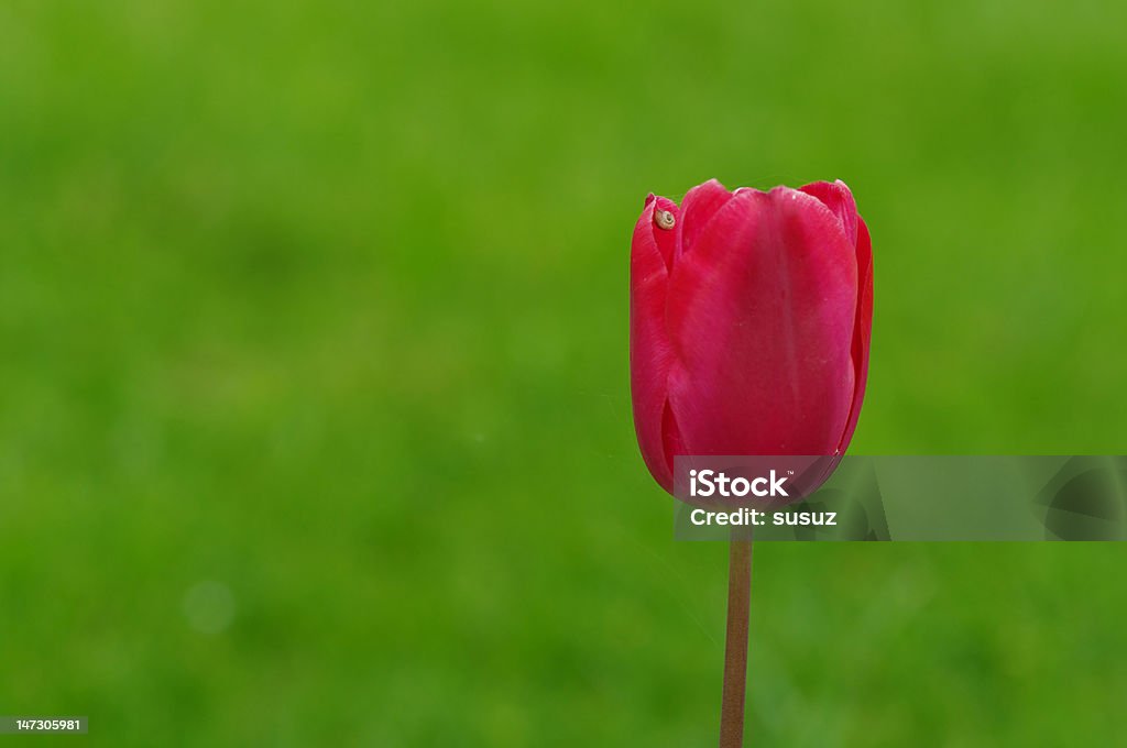 Rosa tulipano - Foto stock royalty-free di Chiocciola - Gasteropode