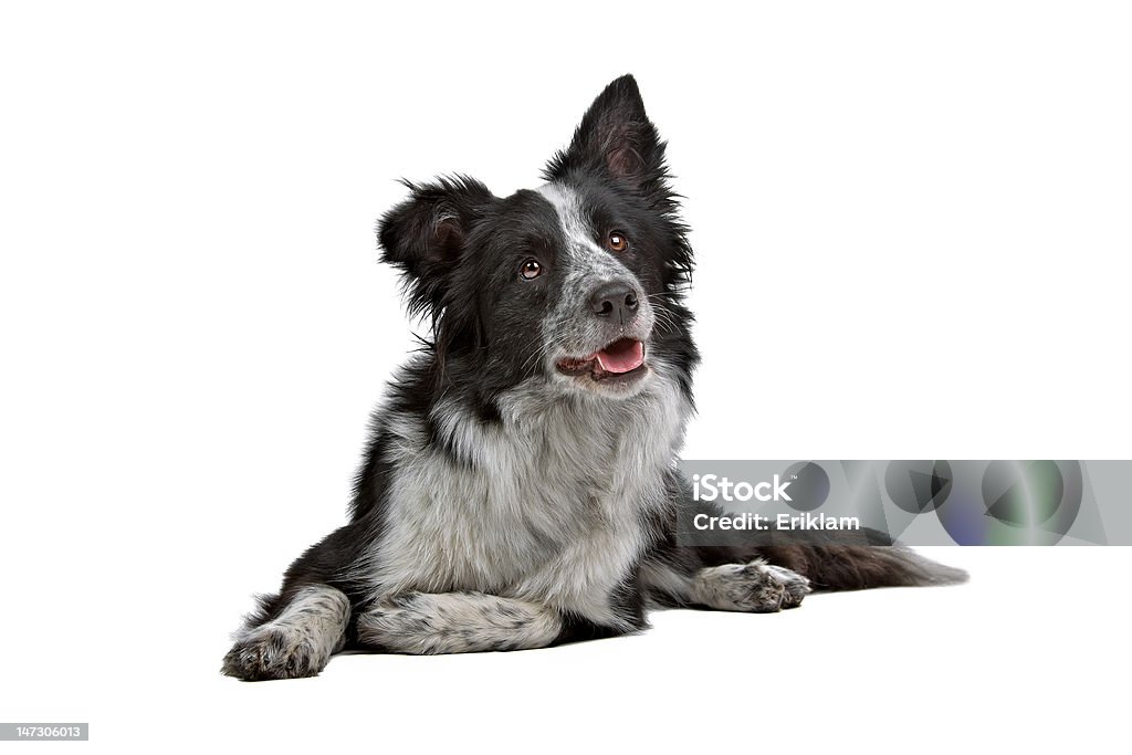 Border Collie cane - Foto stock royalty-free di Animale