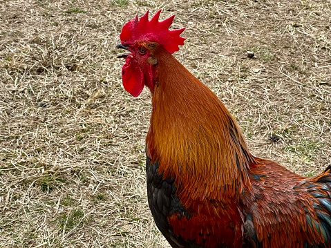 Portrait of a double-laced Barnevelder hen. Colour, horizontal against a dark background, lots of copy space.