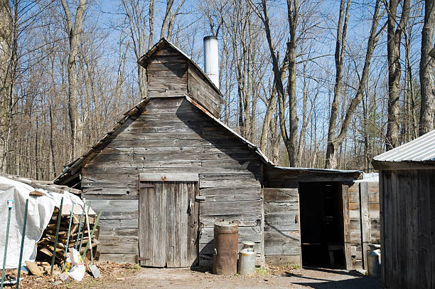 istock Traditional Sugar Shack for production of maple syrup 147306184