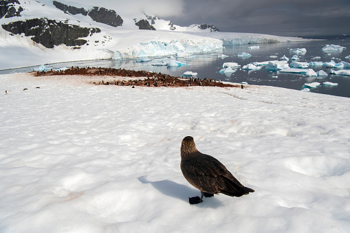 A colony of gentoo penguins gathers in the nesting area with many of them molting their fluffy feathers before they can swim in the icy waters of the Antarctic Peninsula.