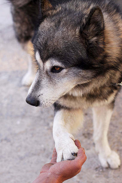 Husky giving paw stock photo