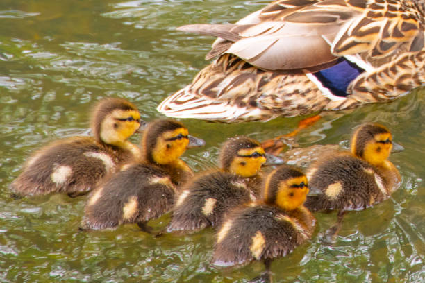 Mallard Duck with Babies-Howard County, Indiana
