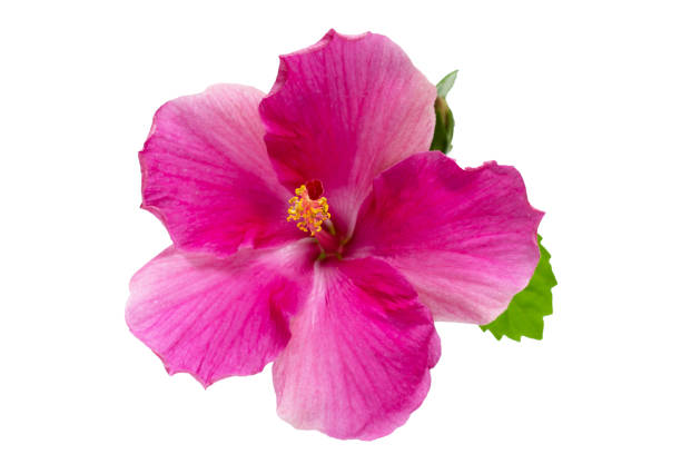 istock Hibiscus flower on white background. 1473062754