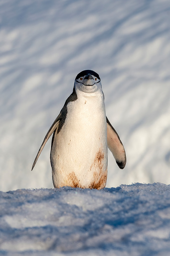 chinstrap penguin walking on a snow slope in the the sun (Pygoscelis antarcticus) - Antarctica