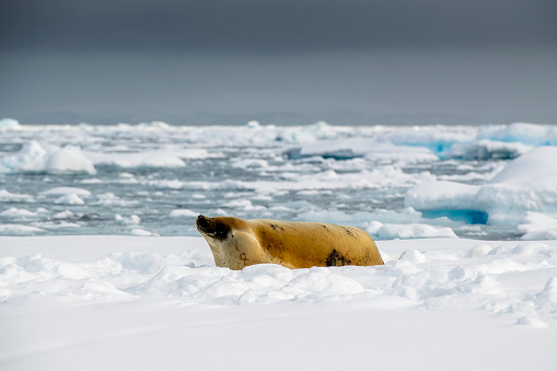 Crabeater Seal (Lobodon carcinoph) on an ice floe - in Flander Bay Antarctic