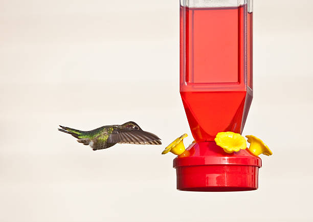 istock Anna's Hummingbird against light background 147306417