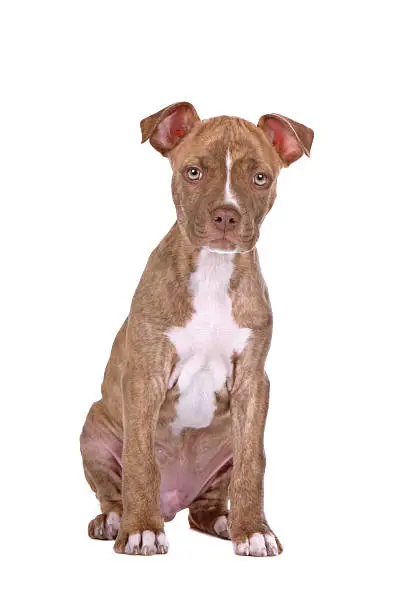 rednose pitbull terrier puppy on a white background