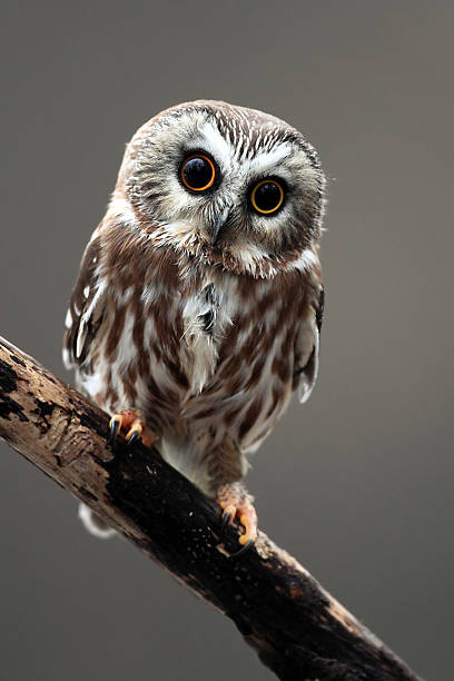 istock Bug eyed owlet standing on tree branch on a gray background 147306481