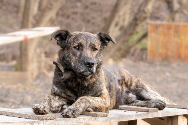 Catahoula top mt cur dogs