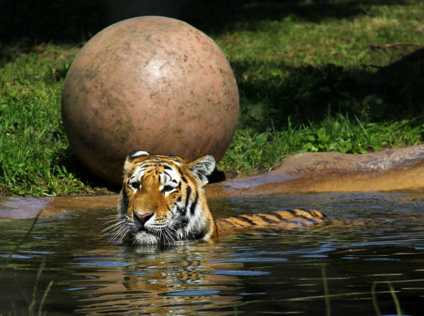 istock Tiger refreshing himself in water during an hot summer day 1473065258