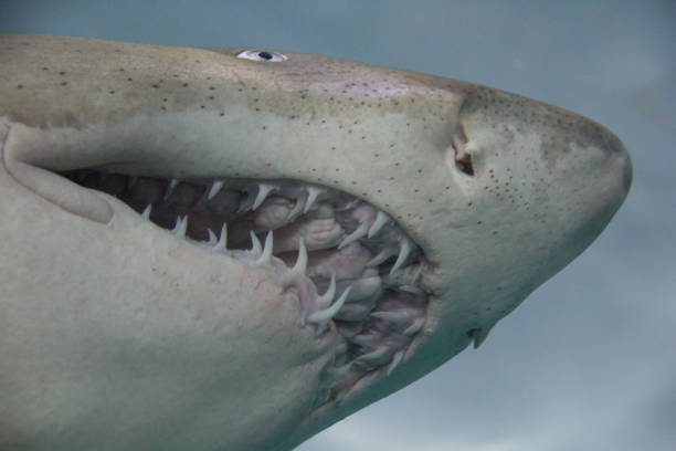 istock View of the shark's teeth 1473065411