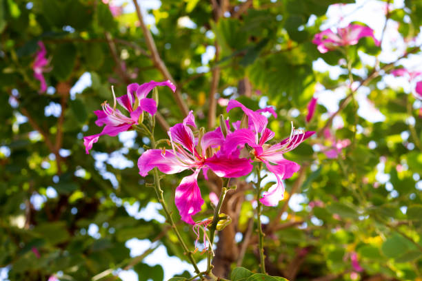 istock Bauhinia purpurea tree with pink flower 1473066484