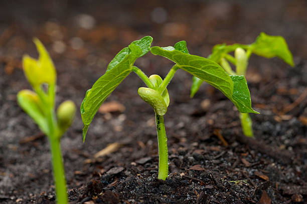 Baby green bean plants growing in garden soil stock photo