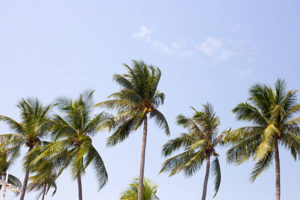 istock Coconut palm trees with blue sky 1473066600