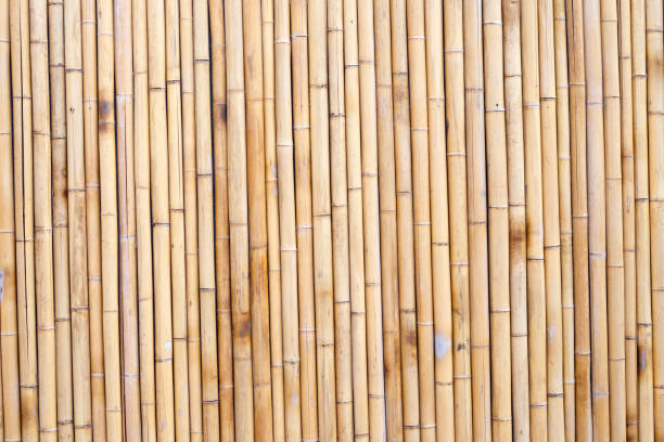 istock Yellow bamboo texture. Dried bamboo wall or fence background 1473066639