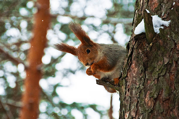 squirrel stock photo