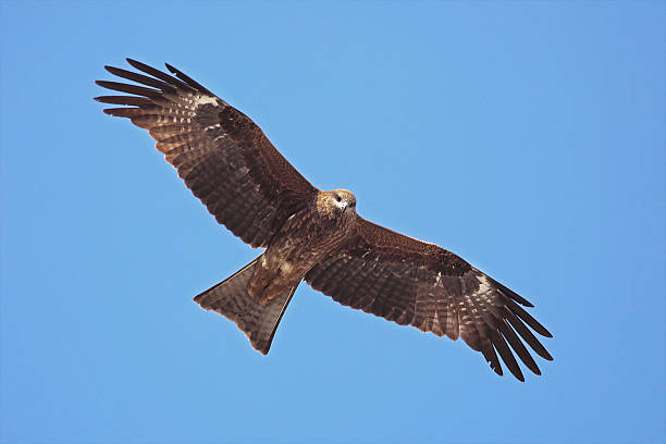 Black Kite Majestic Eagle flying over Kathmandu, Nepal steppe eagle aquila nipalensis stock pictures, royalty-free photos & images