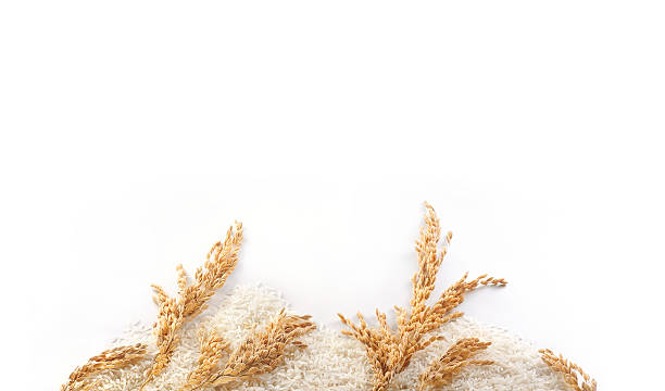 Golden arroz picos y arroz con blanco copyspace - foto de stock