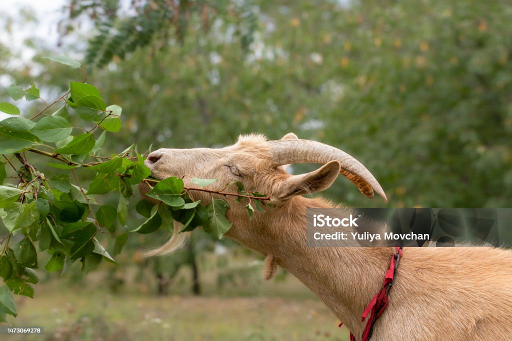 Can Goats Eat Apricots