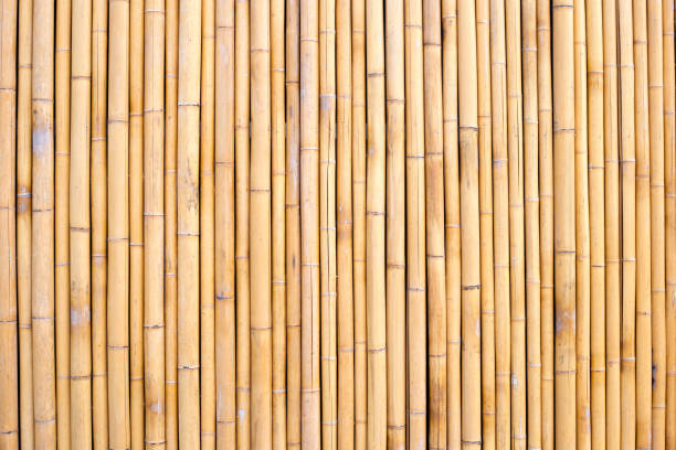 istock Yellow bamboo texture. Dried bamboo wall or fence background 1473069321