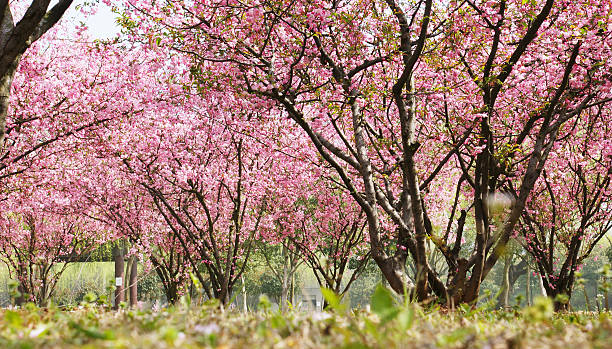 Flourish crab apple flowers