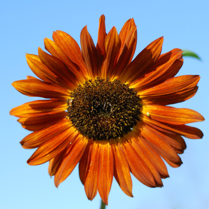 Orange sunflower on blue sky  background