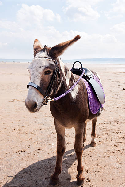 istock Lonely donkey waiting on beach for trade. 147307102