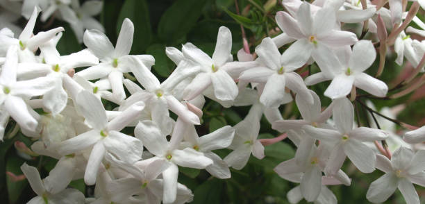 istock jasmine flowers in the garden. 1473071355