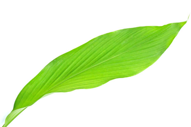 istock Green leaf of turmeric on white background. 1473072706